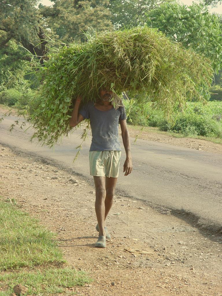 2008-09-12_08-38-48_sanchi_014.jpg - homme chargé!