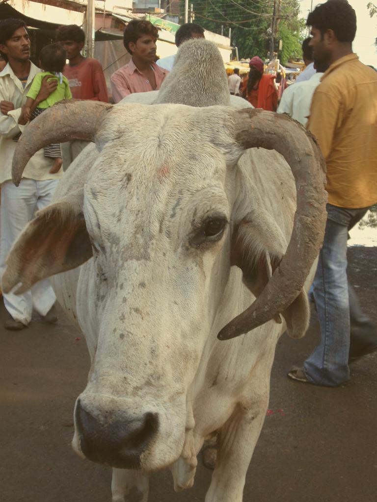 2008-09-13_16-29-46_ujain_005.jpg