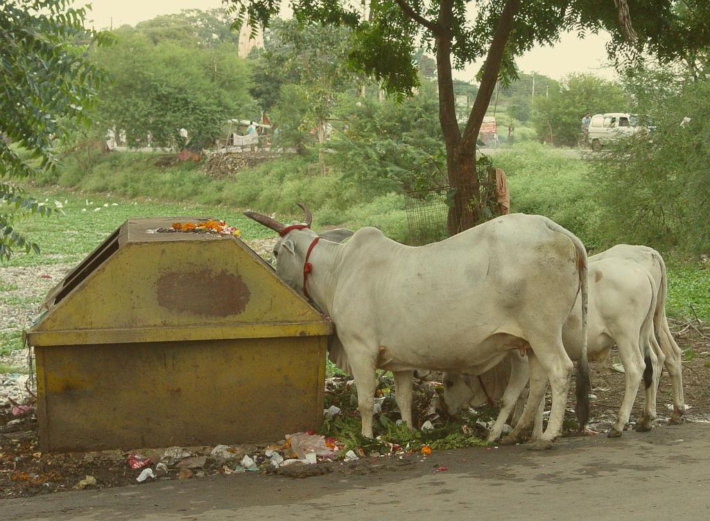 2008-09-13_17-30-13_ujain_045.jpg - vaches dans les poubelles....