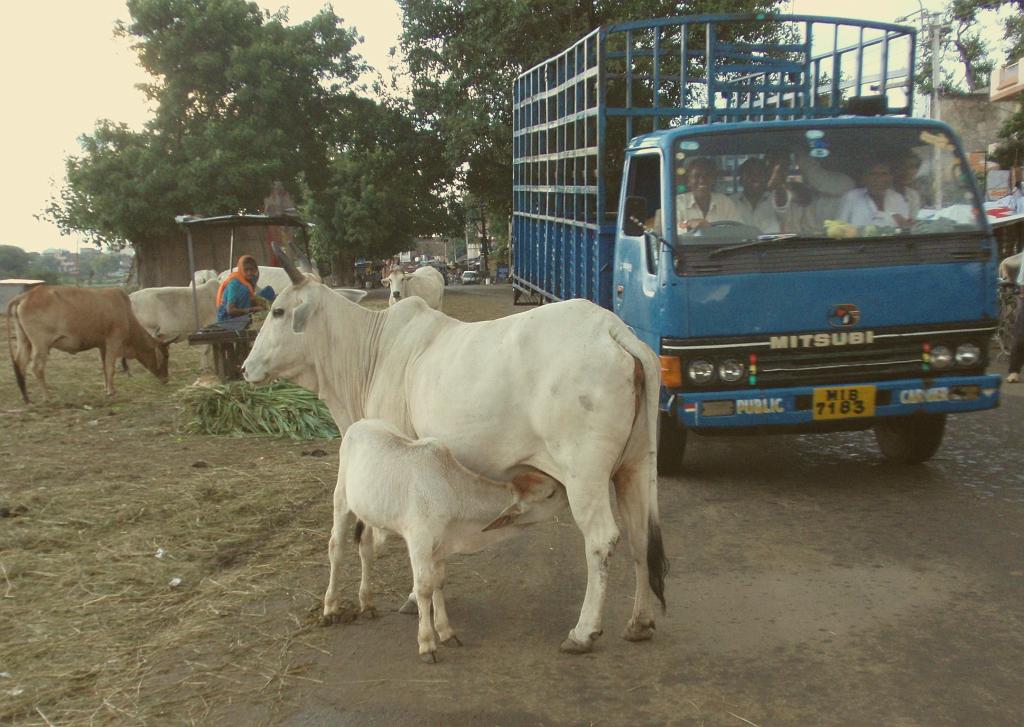 2008-09-13_17-46-51_ujain_049.jpg - attention, vaches sacrées!!