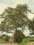 2008-09-14_16-25-36_mandu_029